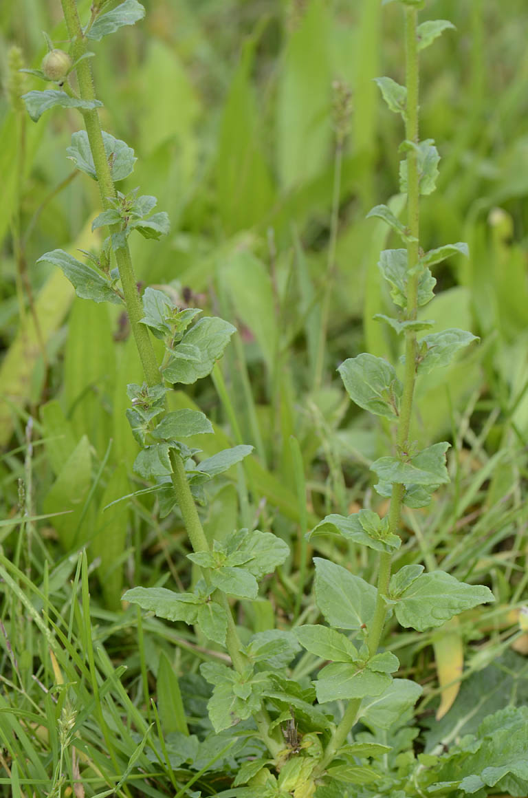 Verbascum blattaria bianco
